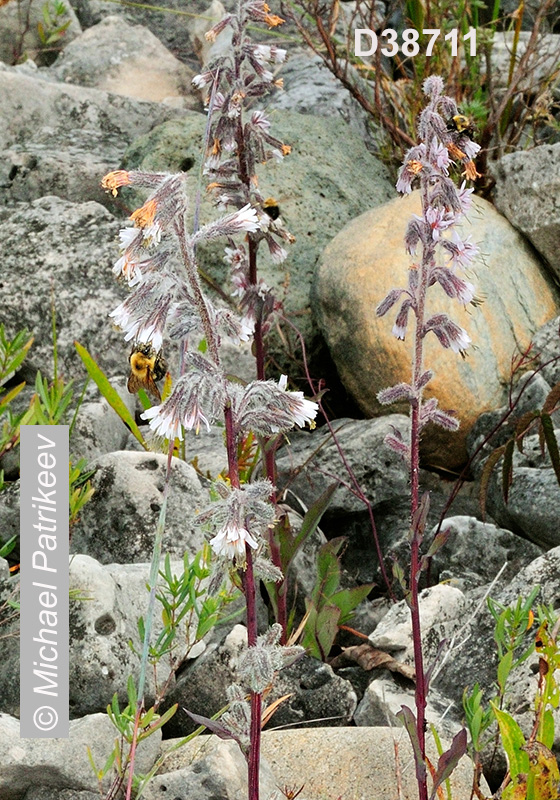 Glaucous Rattlesnakeroot (Nabalus racemosus)